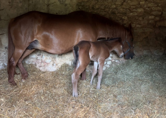 Battle-Royale-–-a-vendre-ou-a-louer-a-eleveur-serieux