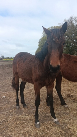 Poulain-P-par-cristal-money