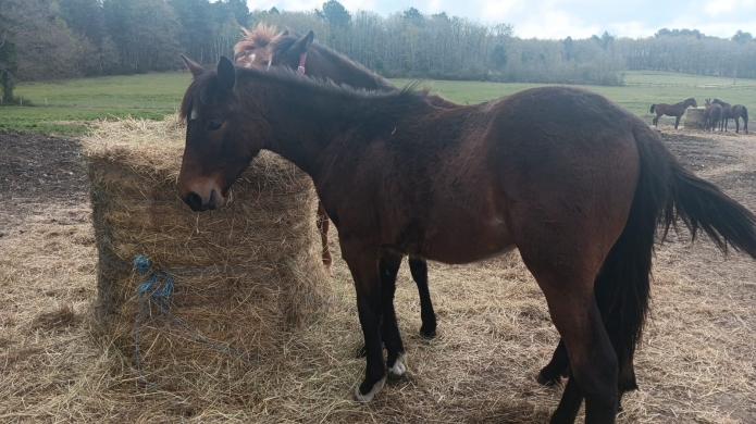 Poulain-P-par-cristal-money-0