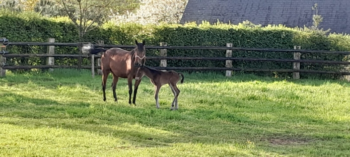 Vends-KALINA-DU-LONDEL-0