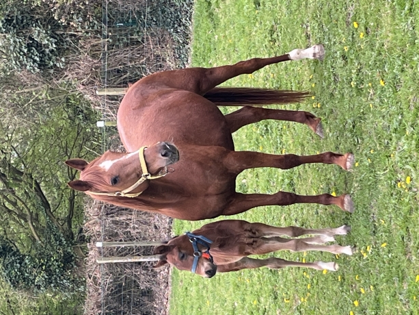 Cede-deux-poulinieres-suitees