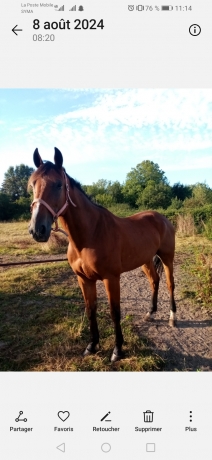 a-vendre-cheval-trotteur-hongre-Goliath