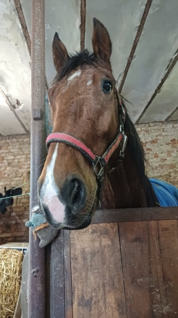 Vend-M-pret-a-courrir-0