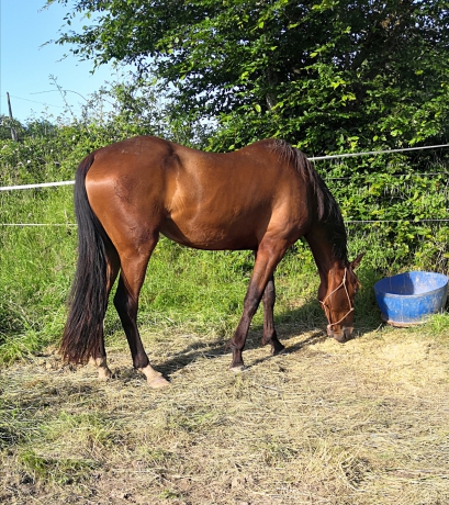 urgent-vds-jeune-pouliniere-