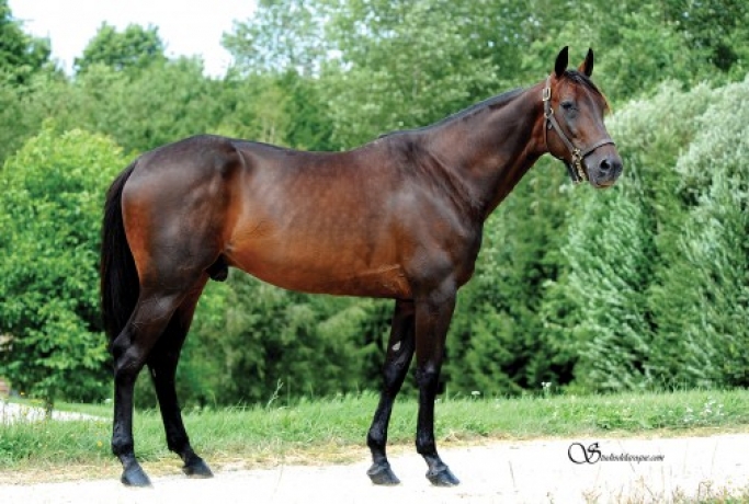 Vends-saillie-BOLD-EAGLE-(Ready-Cash--Reethi-Rah-Jet-par-Love-You)