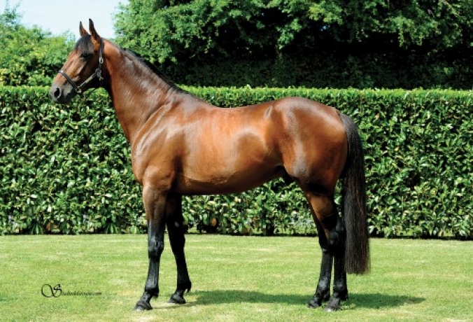 Vends-saillie-CRISTAL-MONEY-(Coktail-Jet--Making-Money-par-Himo-Josselyn)