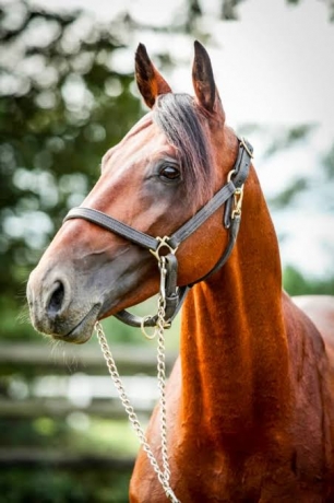 Saillie-Tiego-D-etang-2026-0