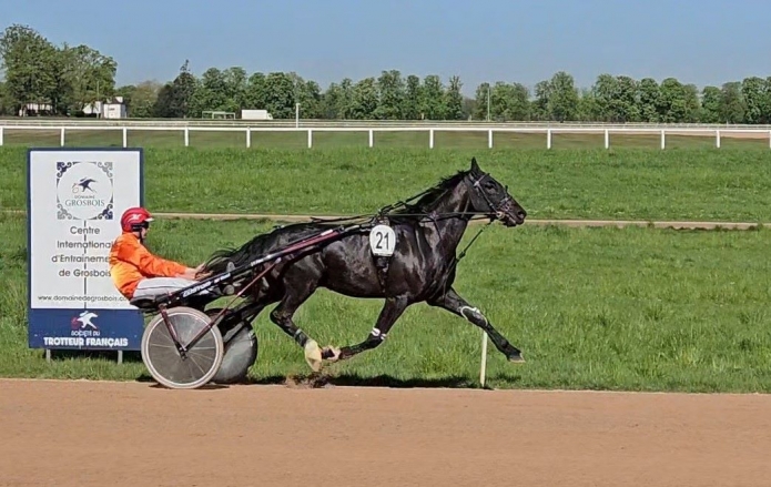 Hongre-N-qualifie-pret-a-courir-0