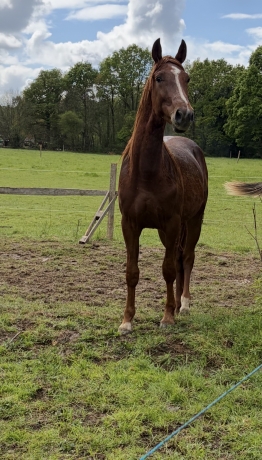 Poulain-cash-and-go-2