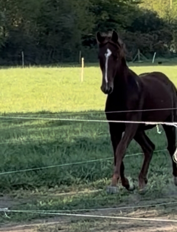 Poulain-cash-and-go-1