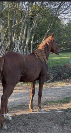 Poulain-cash-and-go-0