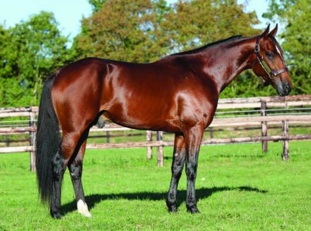 Vends-saillie-DJANGO-RIFF-(Ready-Cash--Rasta-Perrine-par-Look-de-Star)-0