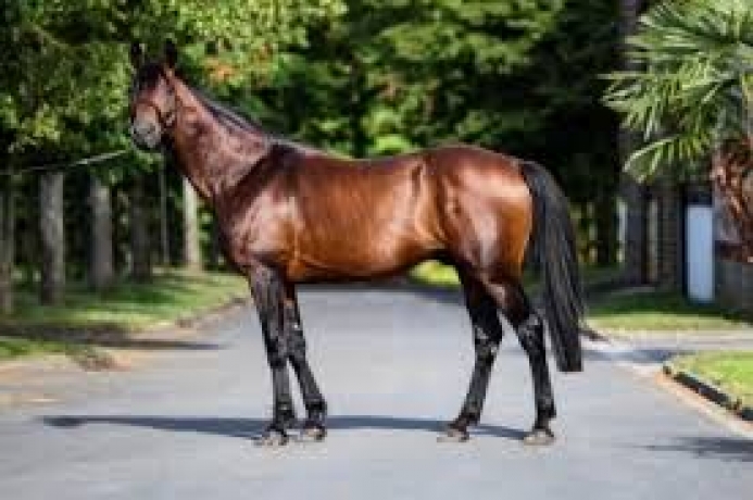 Vends-saillie-EXCELLENT-(Real-de-Lou--Udine-d-Odyssee-par-Ipson-de-Mormal)-0