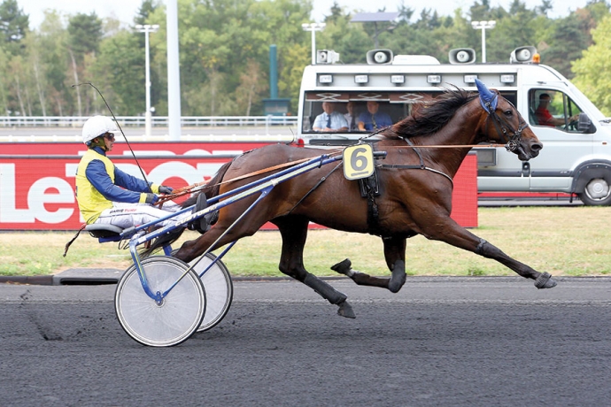 Vends-saillie-FABULOUS-WOOD-(Ready-Cash-Qualita-Bourbon-par-Love-You)-0