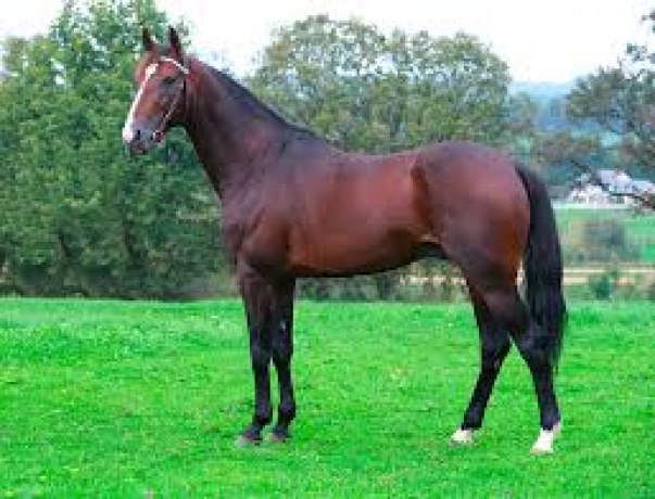 Vends-saillie-HIP-HOP-HAUFOR-(Up-and-Quick--Villa-Haufor-par-Notre-Haufor)