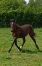 Plusieurs-yearlings-2