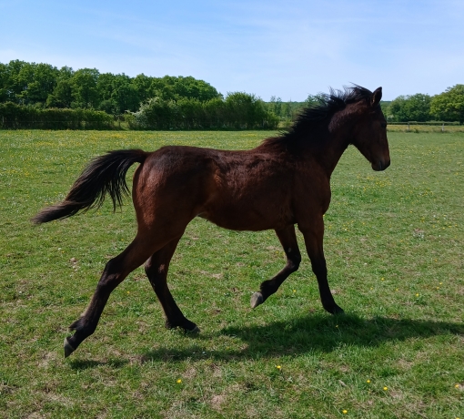 Plusieurs-yearlings-1