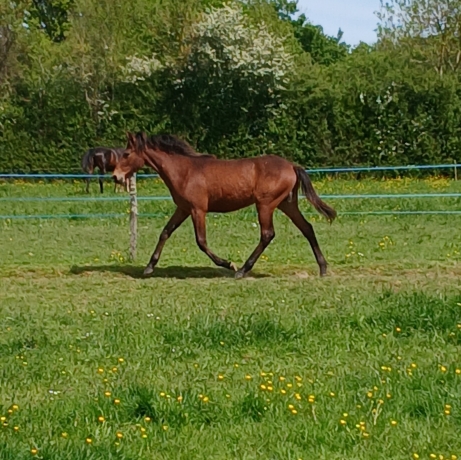 Plusieurs-yearlings-0