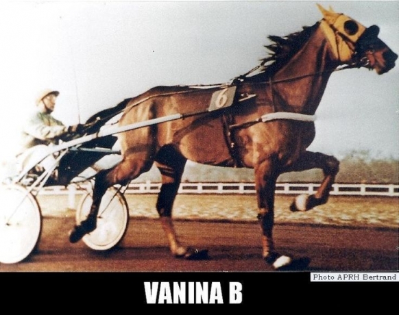 bonjour-je-recherche-une-pouliche-uniquement-P-ou-O