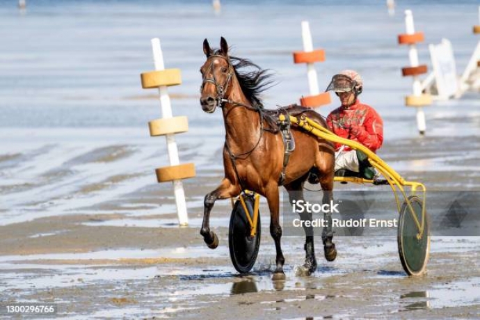 je-cherche-une-pouliche-ou-une-jument-trotteur-de-reformes-autorise-elevage-TF-elevage