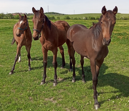 Horsy-dream-Alto---Golden-bridge-1