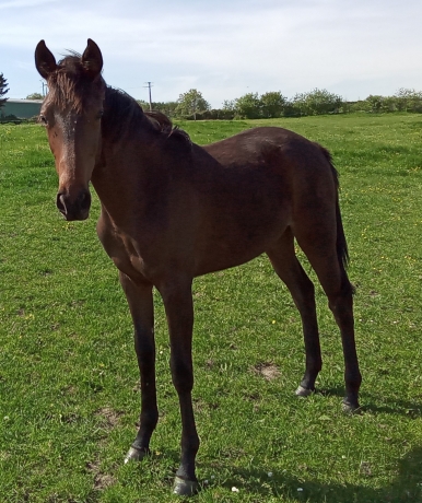Horsy-dream-Alto---Golden-bridge