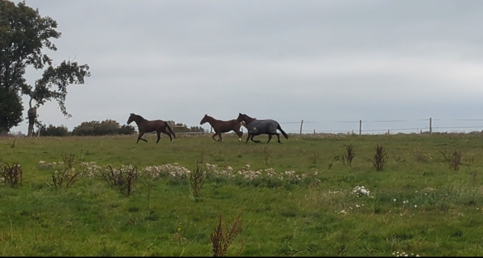 Debourrage-repos-pre-entrainement