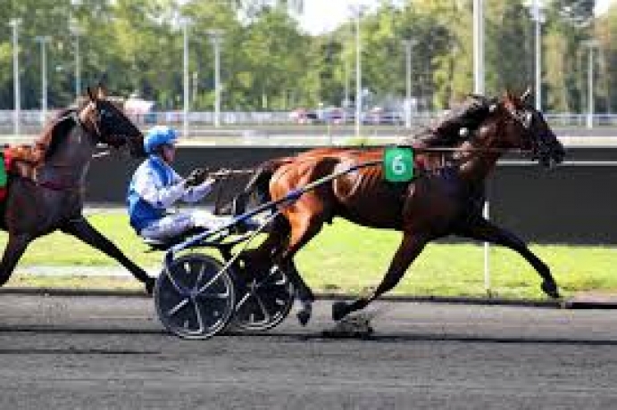 Vends-saillie-JACK-TONIC-(Charly-du-Noyer--Class-de-Touchyvon-par-Repeat-Love)