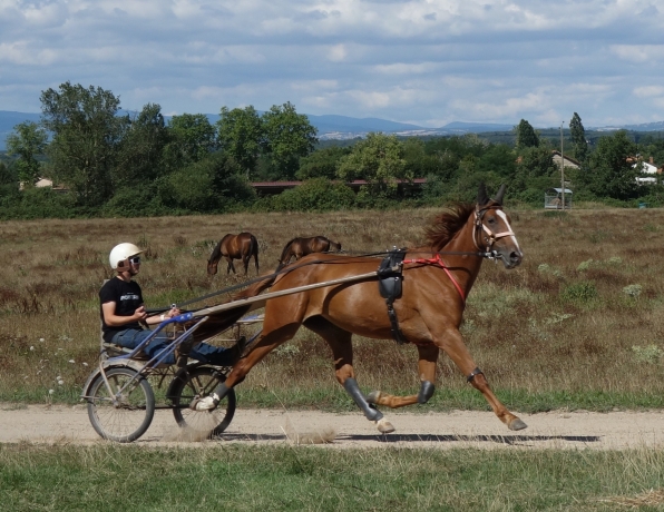 Vends-Melodie-Louloma-pour-pouliniere-ou-a-reessayer