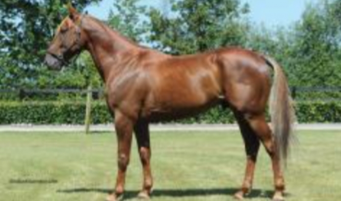 Arrangement-sur-Saillie-Aladin-d-ecajeul