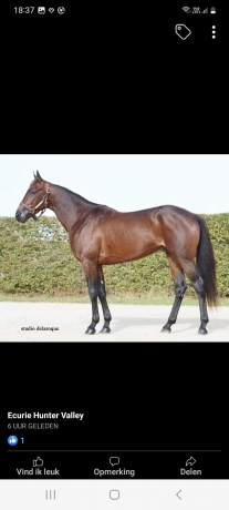 Vends-saillie-KAPITANO-DE-SOURCE-(Ready-Cash--Varina-par-Norginio)-0