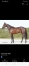 Vends-saillie-KAPITANO-DE-SOURCE-(Ready-Cash--Varina-par-Norginio)-0