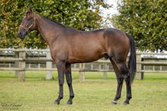 Vends-saillie-MYSTIC-SONATO-(Village-Mystic--Sonate-de-Bomo-par-Memphis-du-Rib)-0