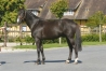 Vends-saillie-ORLANDO-VICI-(Quadrophenio--Irlande-du-Nord-par-Workaholic)-0