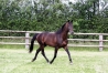 Vends-saillie-REAL-DE-LOU-(Jag-de-Bellouet--Kooka-de-Lou-par-Coktail-Jet)-0