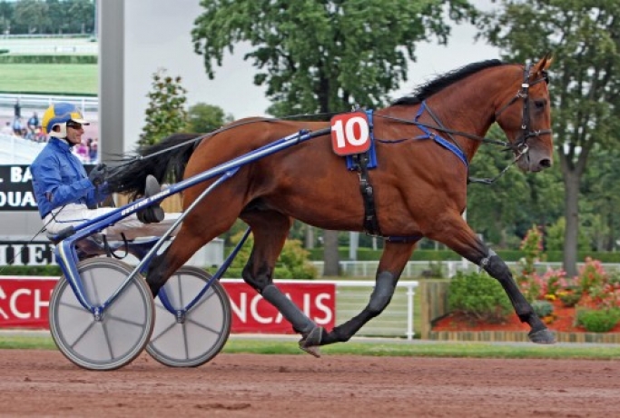 Vends-saillie-RODRIGO-JET-(Coktail-Jet--Ita-Maria-par-Buvetier-d-Aunou)