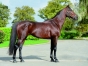 Vends-saillie-TAG-WOOD-(Jag-de-Bellouet--Mysterious-Valley-par-Goetmals-Wood)-0