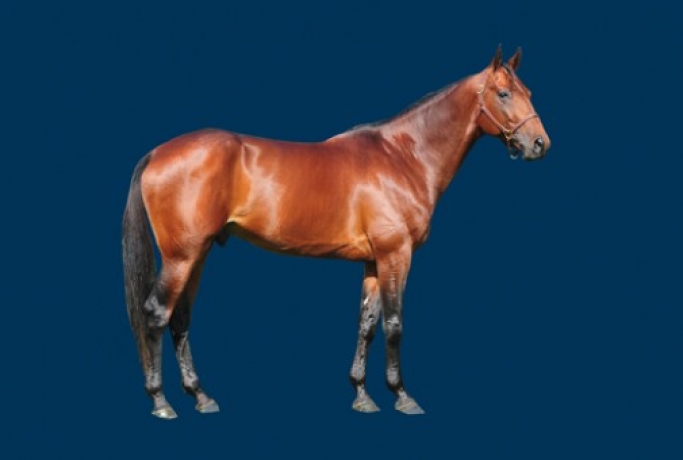 Vends-saillie-THE-BEST-MADRIK-(-Coktail-Jet-Lady-Madrik-par-Biesolo)