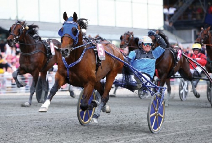 Vends-saillie-TIMOKO-(Imoko--Kiss-Me-Coulonces-par-And-Arifant)