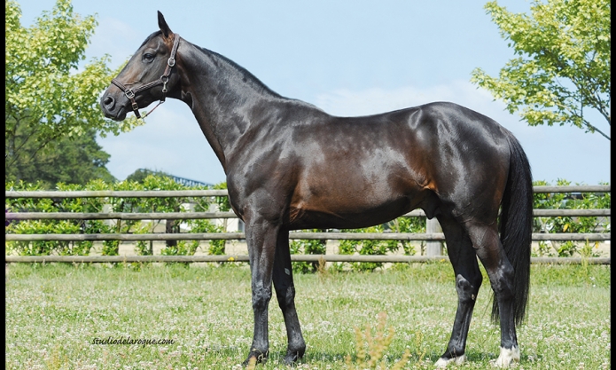 Vends-saillie-URIEL-SPEED-(Indy-de-Vive--Nadia-Speed-par-Tenor-de-Baune)