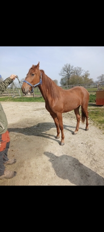 Cheval-2-ans