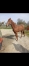 Cheval-2-ans-0