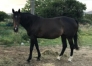 Cherche-etalon-TROTTEUR-FRANCAIS-0