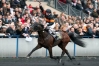Saillie-Magnificent-Rodney-1