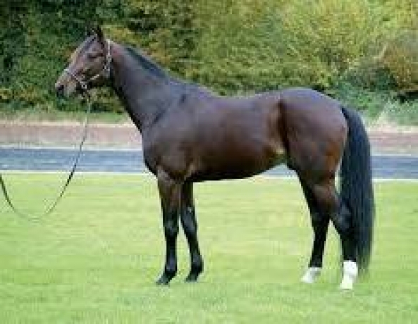 Saillie-Magnificent-Rodney-0