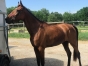 VENDS-TRES-BELLE-POULINIERE-N-par-FACE-TIME-BOURBON-0