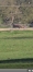 OYAMA-D’AUT-(-BOLD-EAGLE-DAUPHINE-´AUT)-0