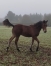 Ptilou-closbuis-(Joyner-sport-x-Danseuse-d-am-(Coktail-jet))-0