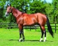 Vends-saillie-ATLAS-DE-JOUDES-(Ready-Cash--Queschua-Love-par-Love-You)-0