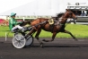 Vends-saillie-ERIDAN-(Ready-Cash--Topaze-d-Atout-par-Coktail-Jet)-0